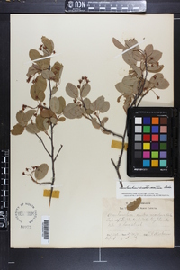 Amelanchier canadensis image